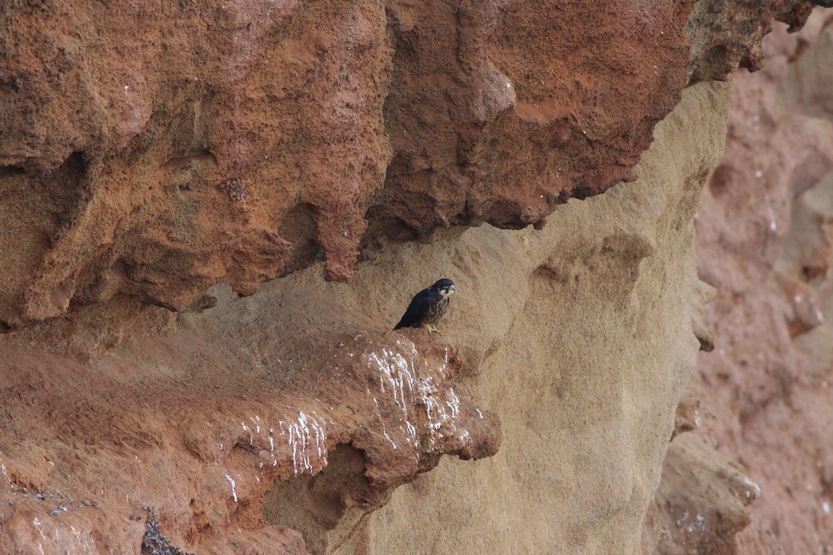 Eleonora's Falcon - ML363099901