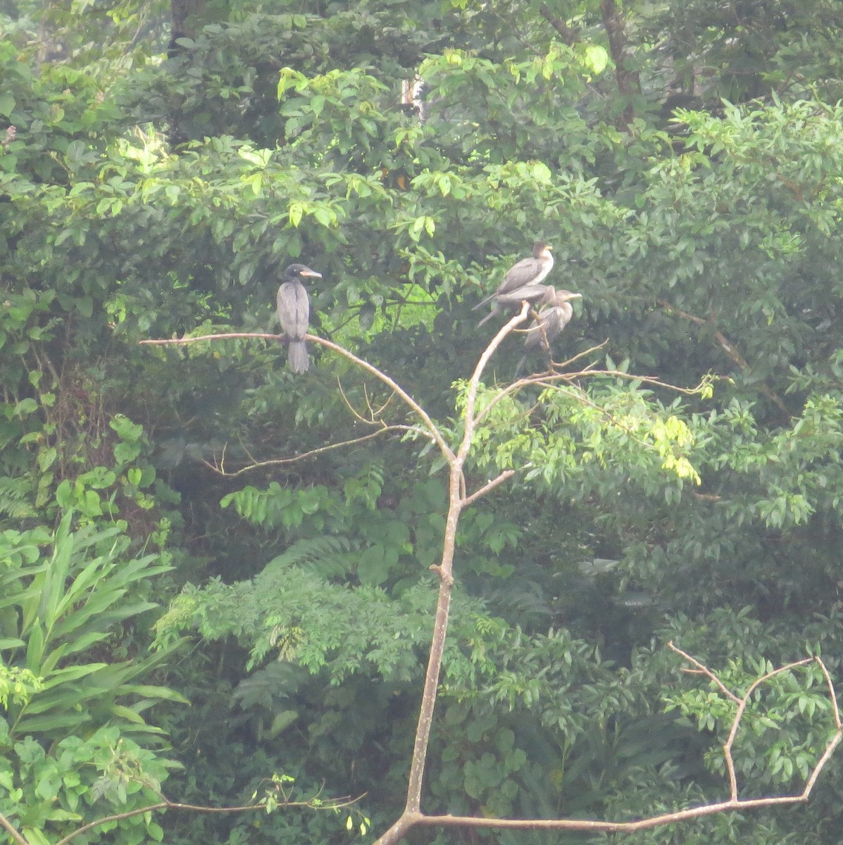 Neotropic Cormorant - ML36309991