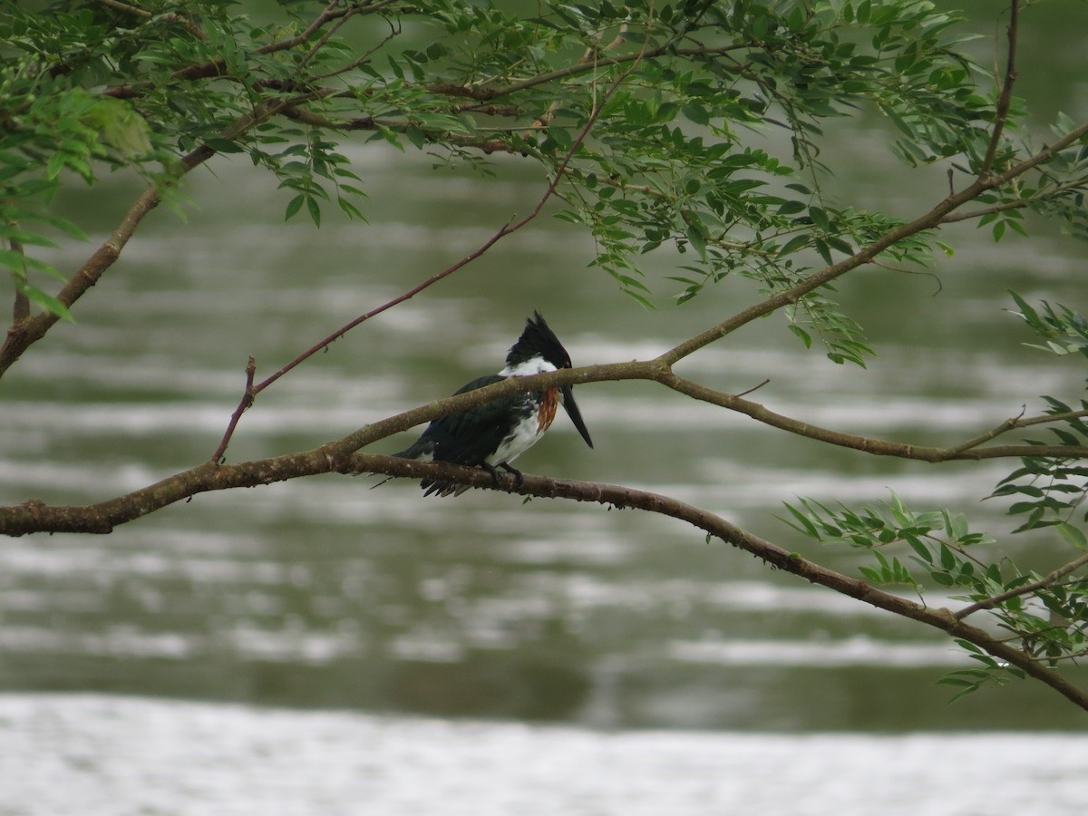 Amazon Kingfisher - ML36310021