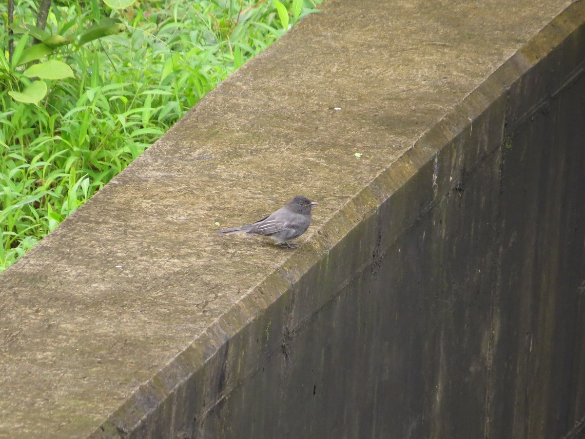 Black Phoebe - ML36310041