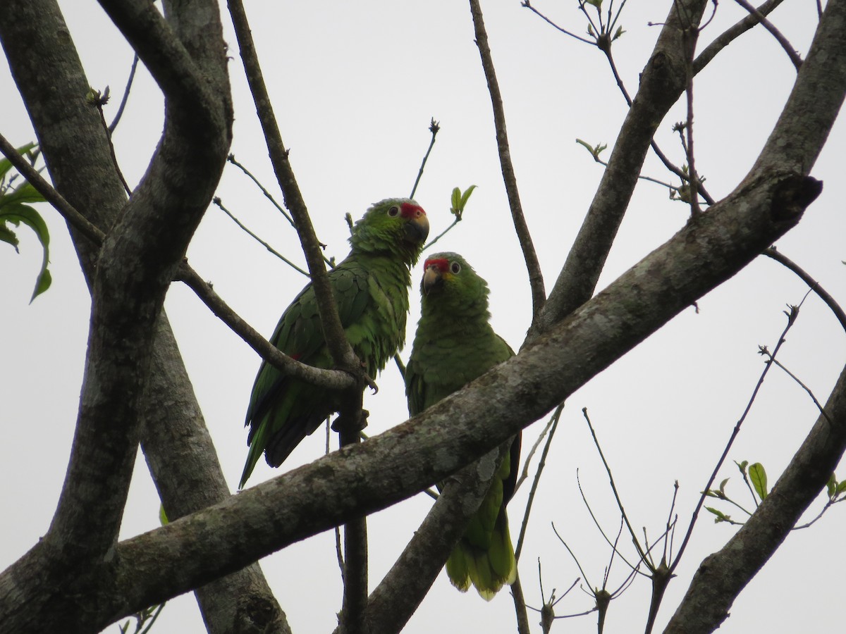 Red-lored Parrot - Róger Rodríguez Bravo