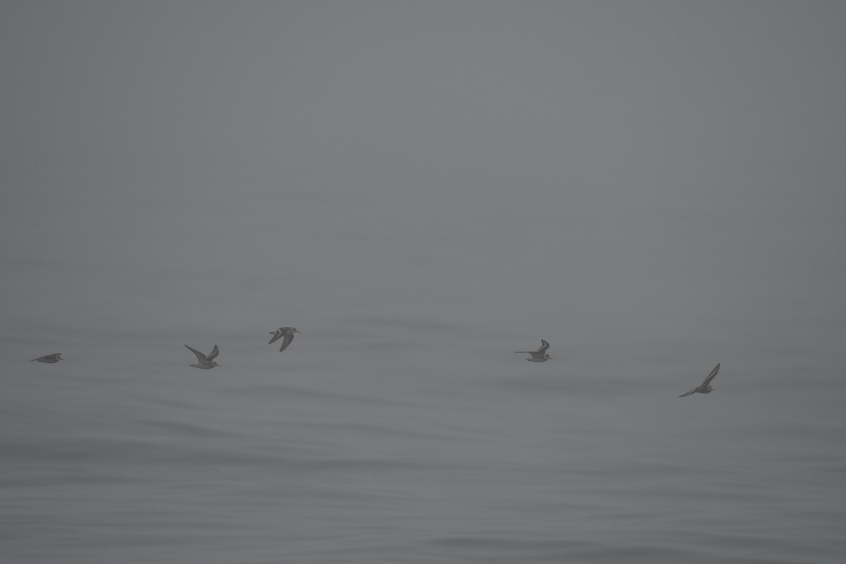 Red-necked Phalarope - ML363101201