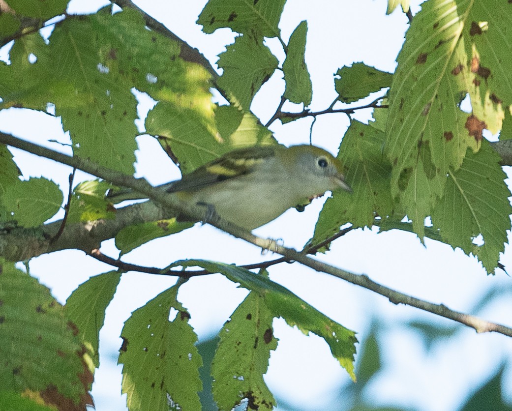 Chestnut-sided Warbler - ML363101781