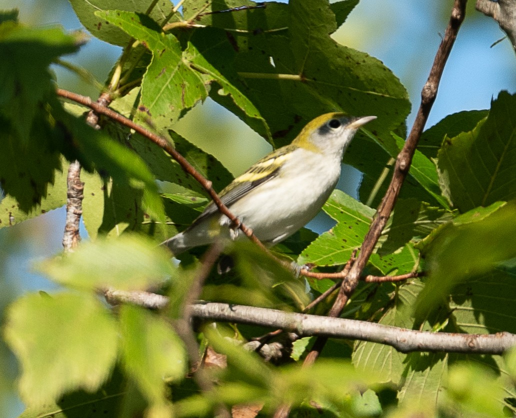 Gelbscheitel-Waldsänger - ML363101801