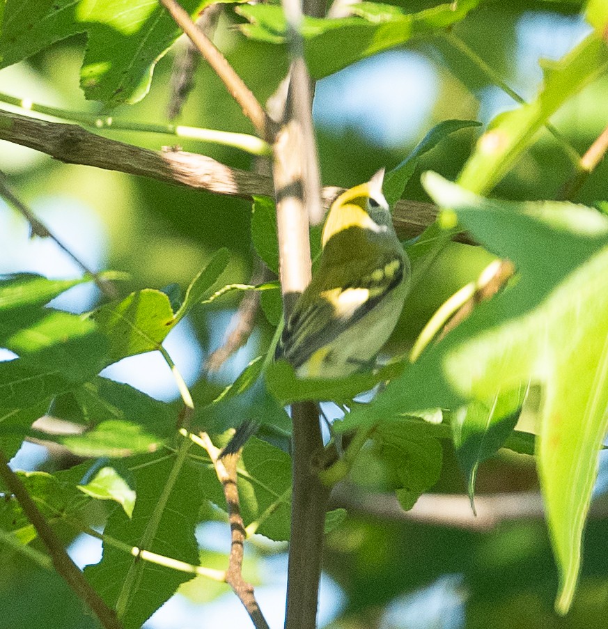 Chestnut-sided Warbler - ML363101811