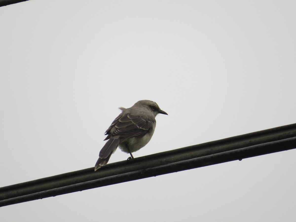 Tropical Mockingbird - ML36310221