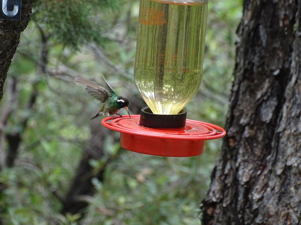 White-eared Hummingbird - ML363102951
