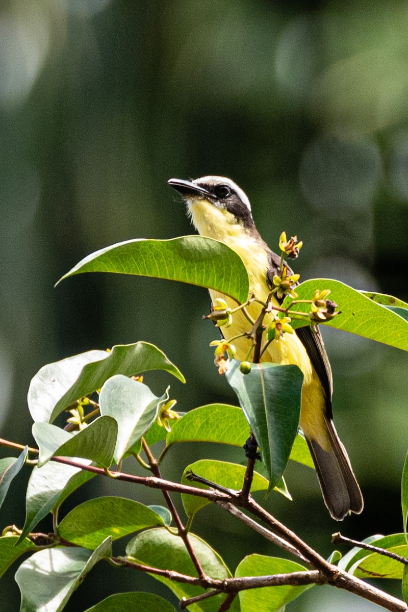 Yellow-throated Flycatcher - ML363103361