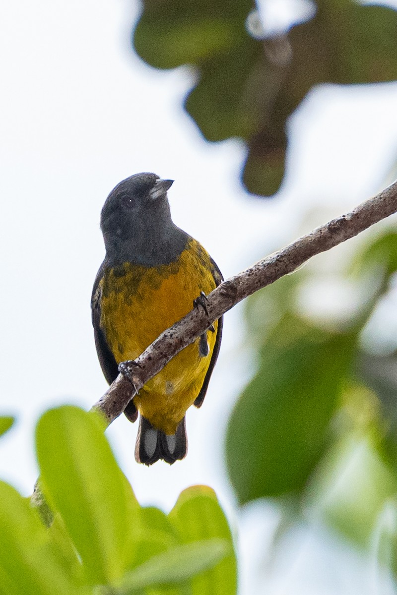 Plumbeous Euphonia - Ralph Hatt