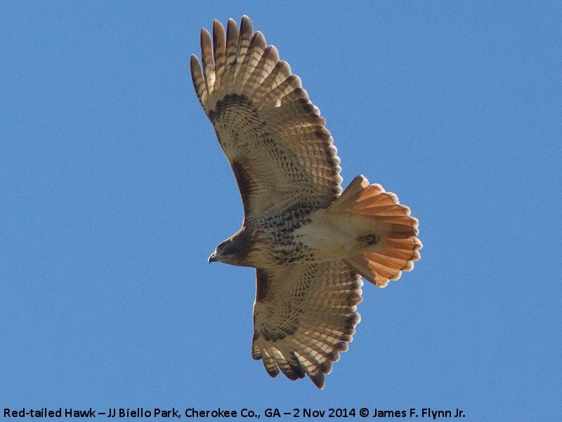 Red-tailed Hawk - ML36310381