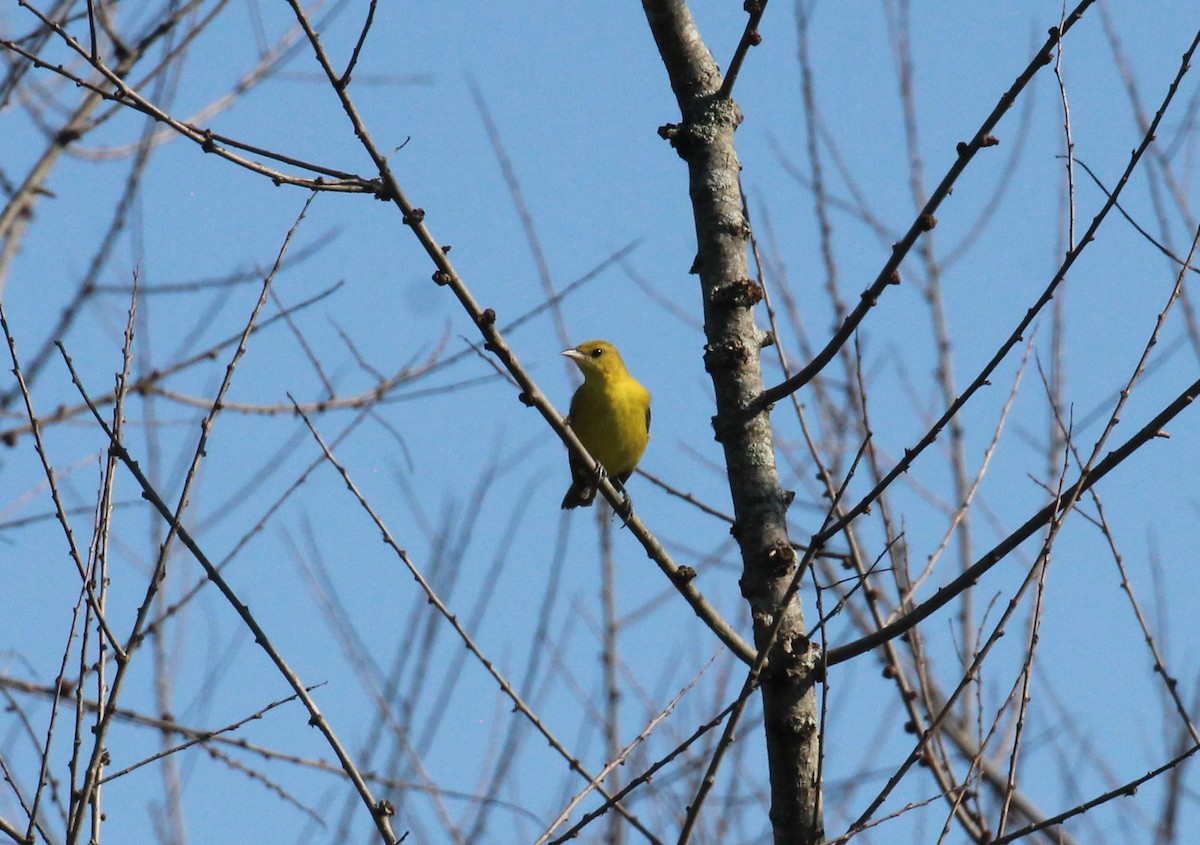 Summer Tanager - ML363103831