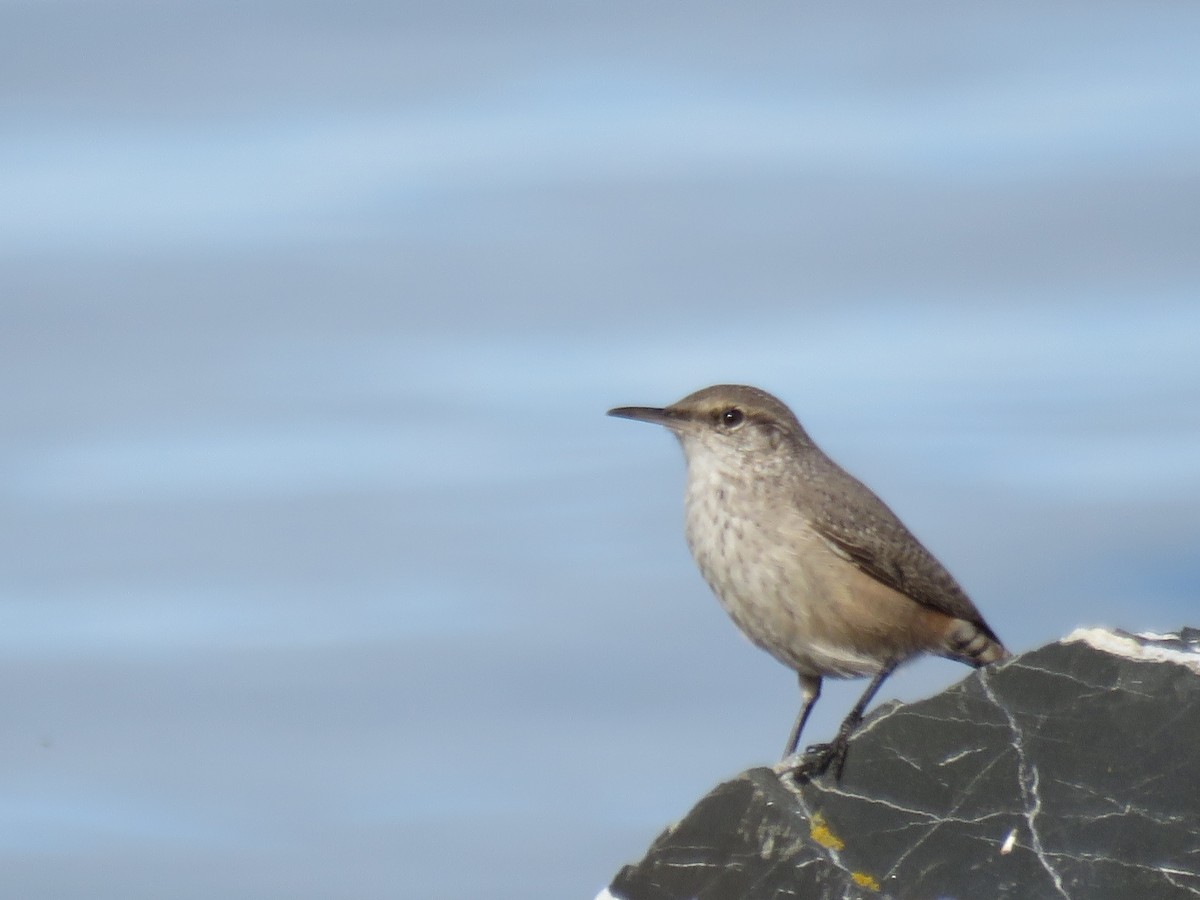 Rock Wren - Philip Calise