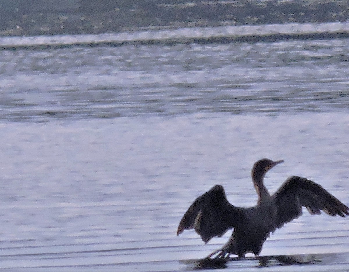 Double-crested Cormorant - ML363105731
