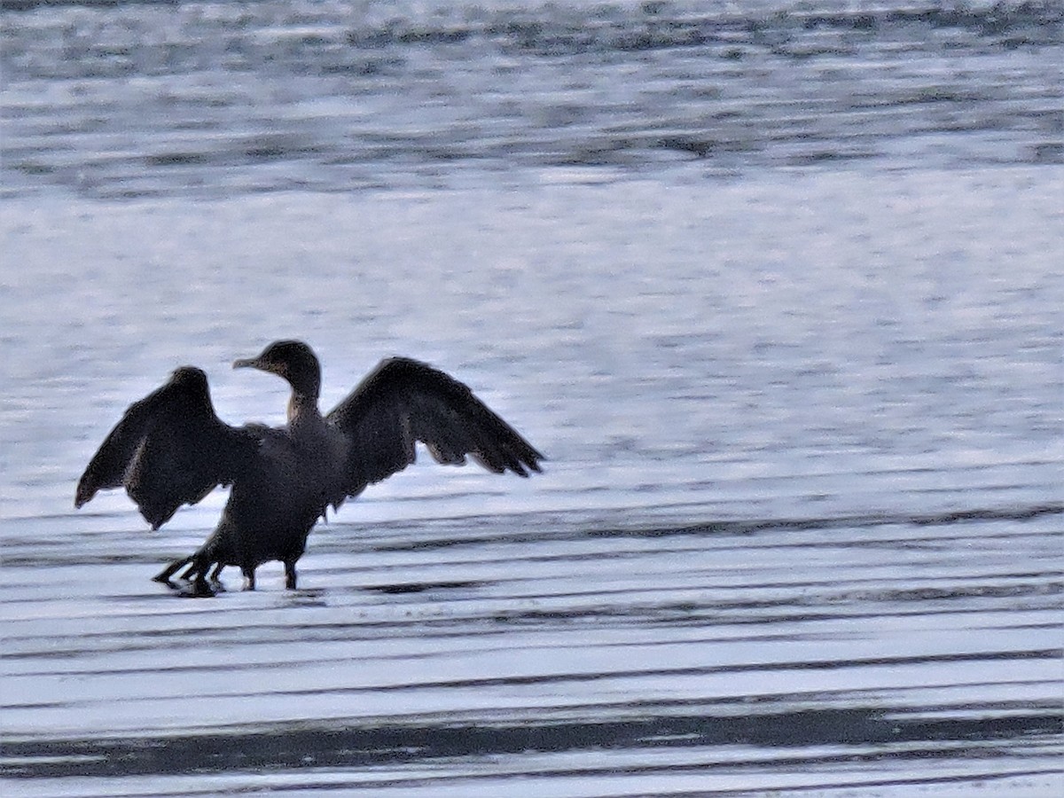 Double-crested Cormorant - ML363105741