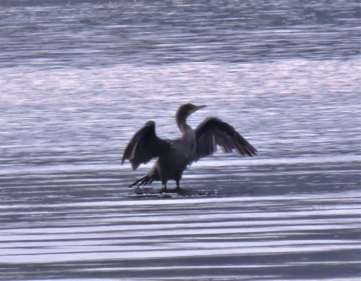 Double-crested Cormorant - ML363105771