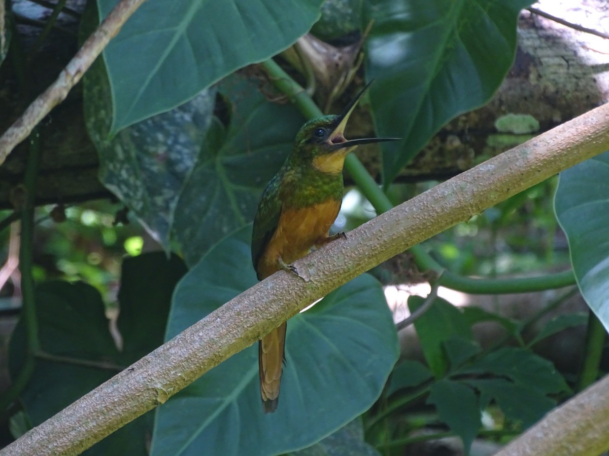 Jacamar à queue rousse - ML363106021