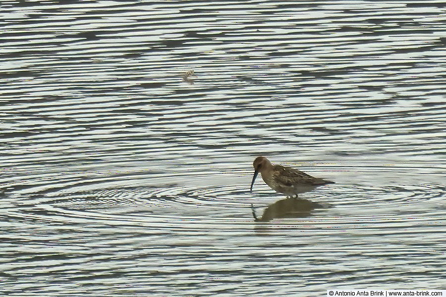 Dunlin - ML363107371