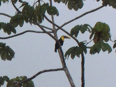 Yellow-throated Toucan (Chestnut-mandibled) - ML36310931