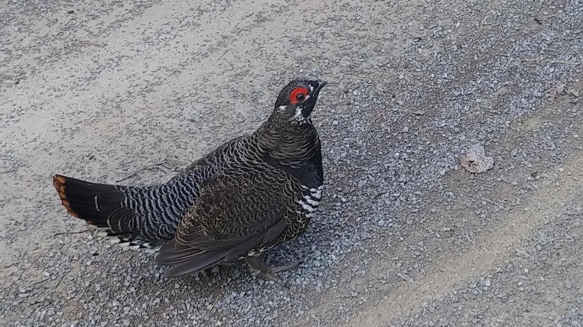 Spruce Grouse - ML363111711