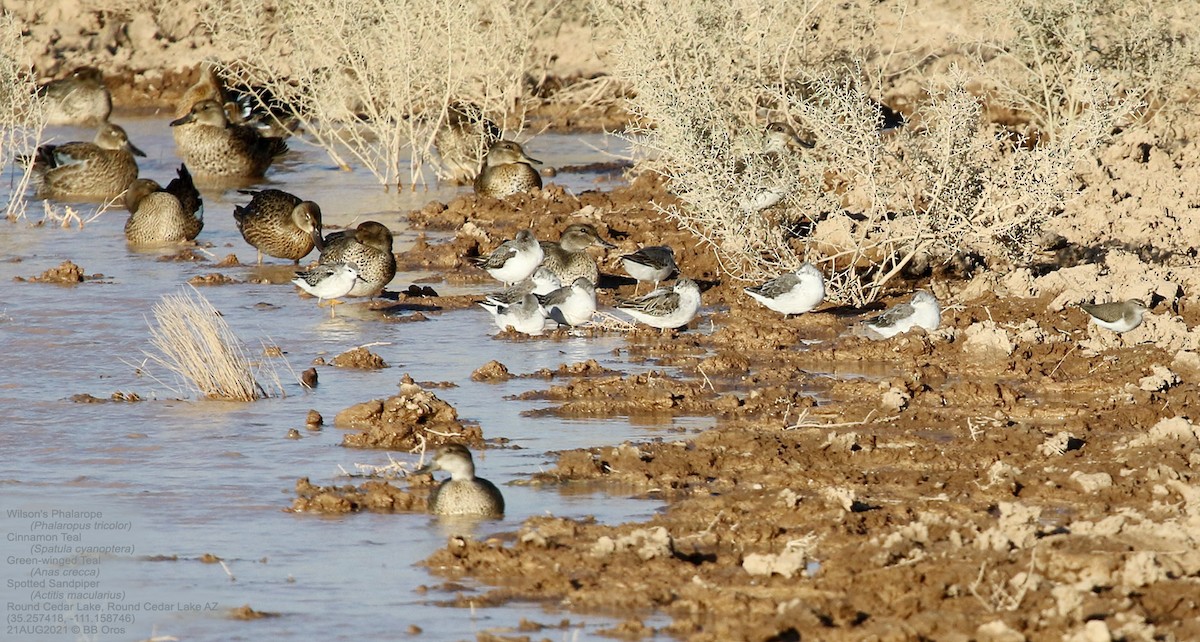 Wilson's Phalarope - BB Oros