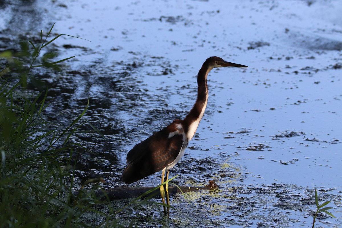 Tricolored Heron - ML363112261