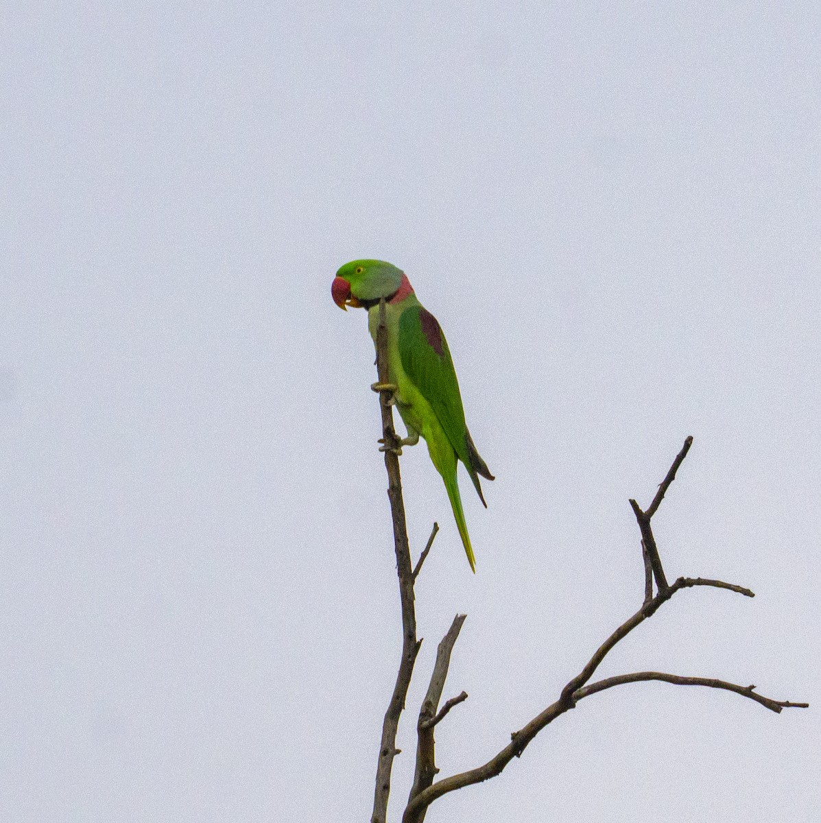 Alexandrine Parakeet - ML363113441