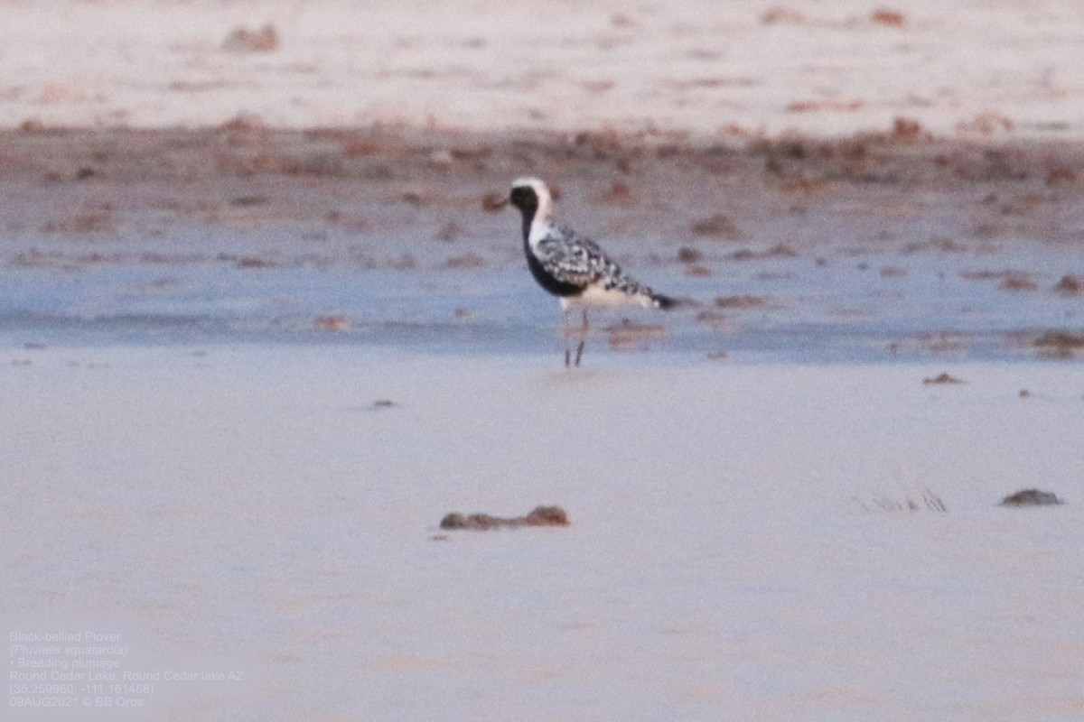 Black-bellied Plover - ML363115341