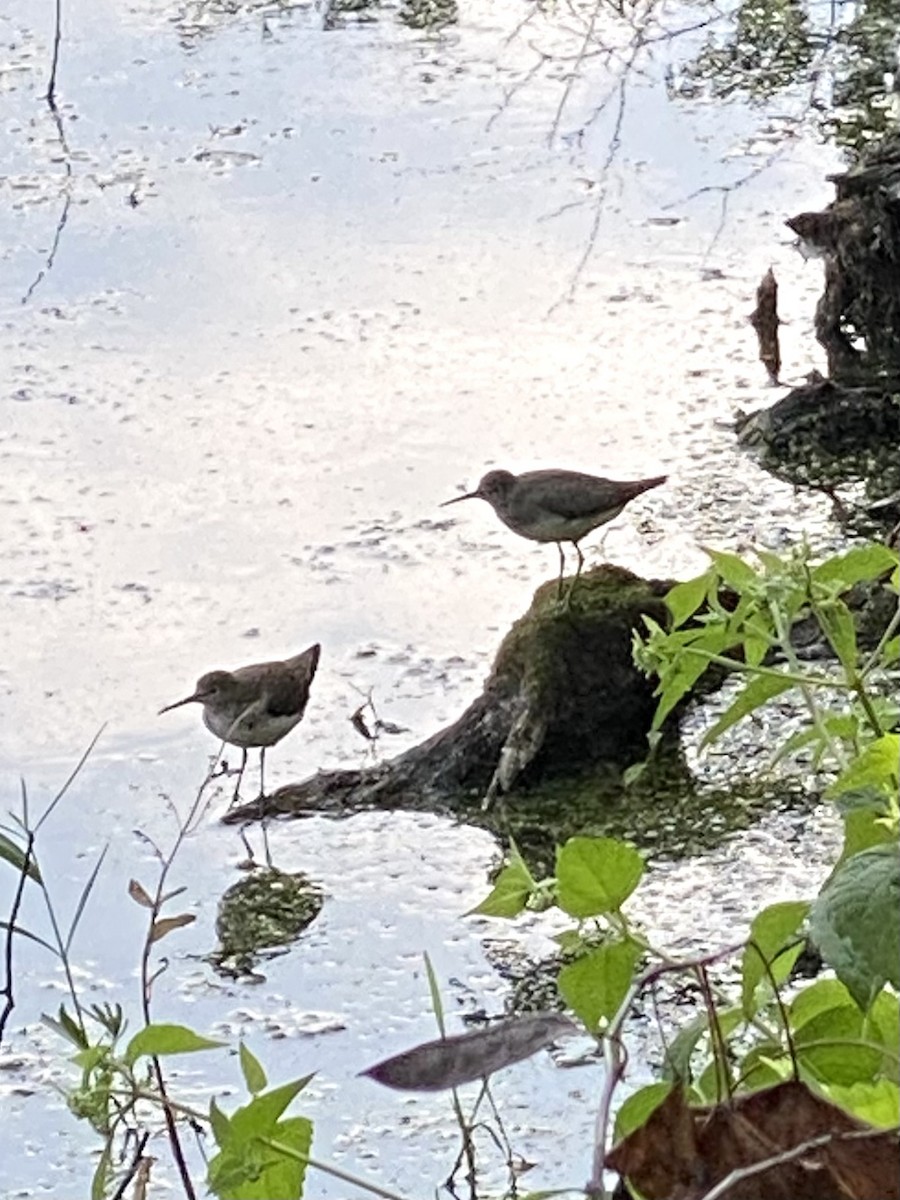 Solitary Sandpiper - ML363115481