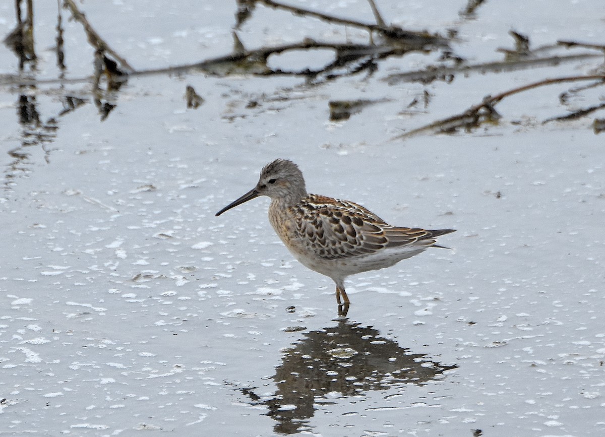 Stilt Sandpiper - ML363116051