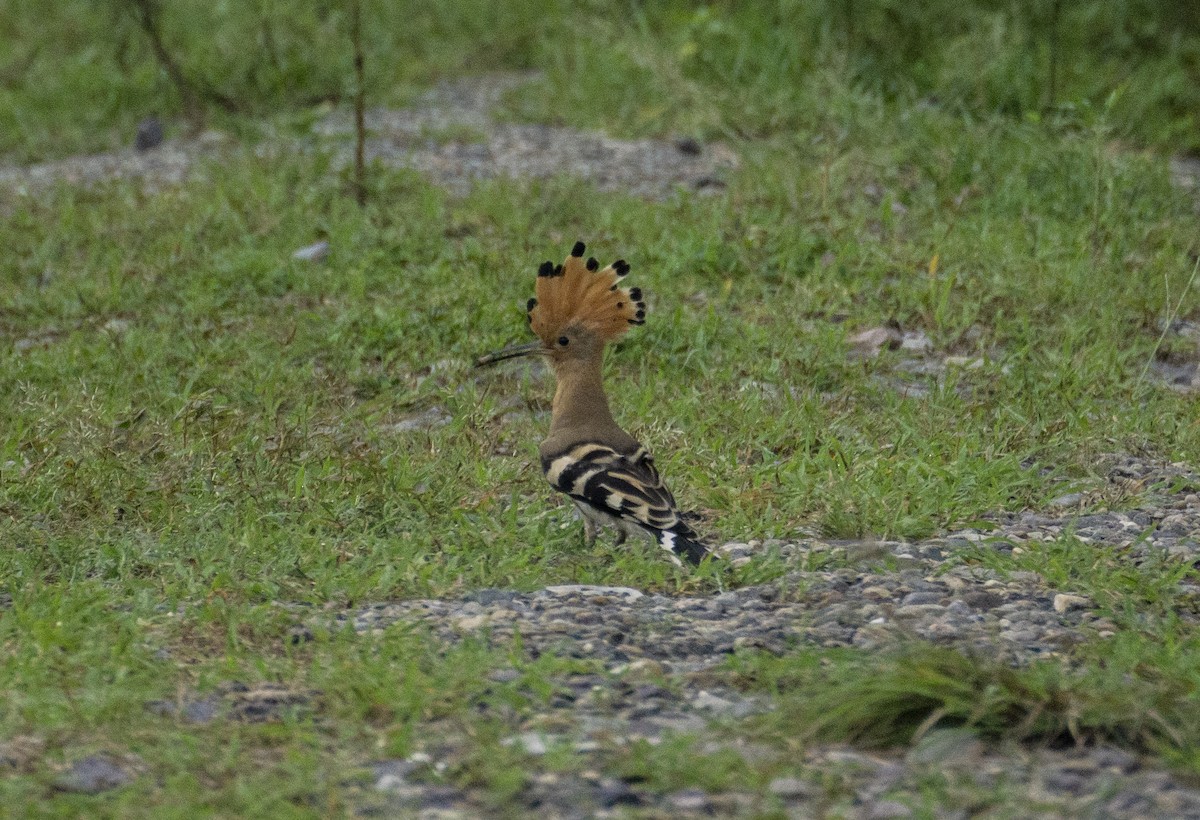 Common Hoopoe - ML363116301