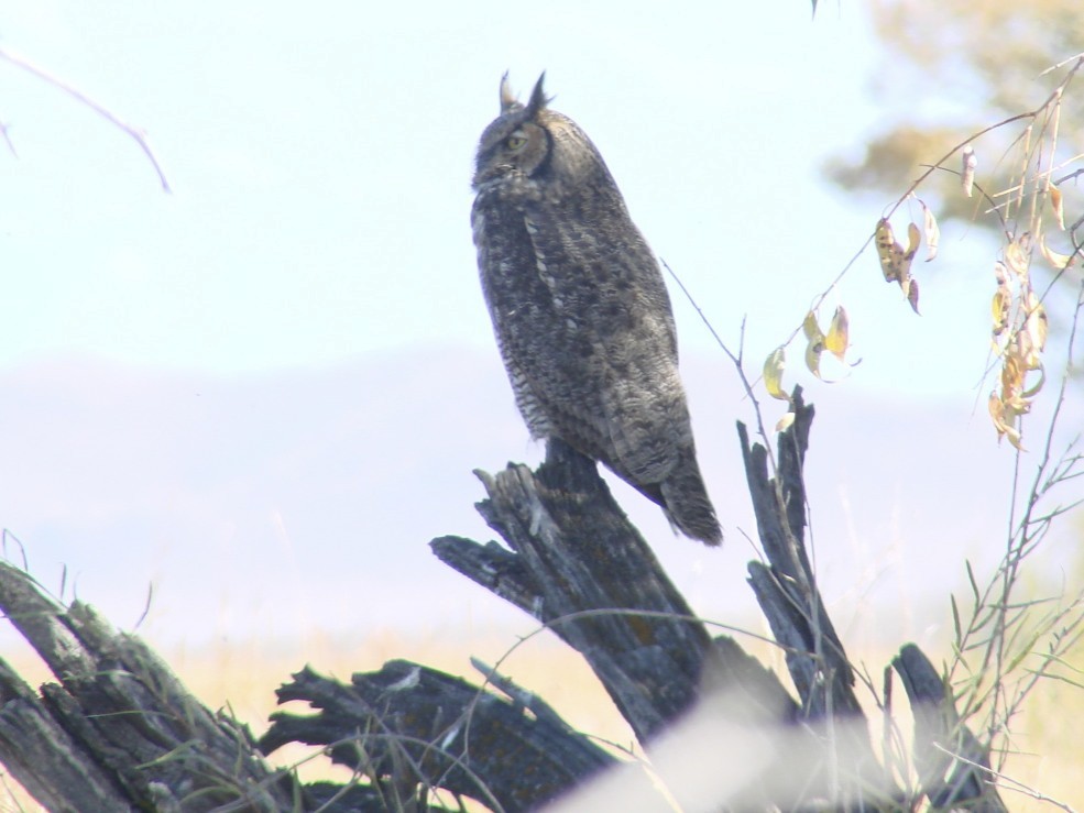 Great Horned Owl - ML36311631