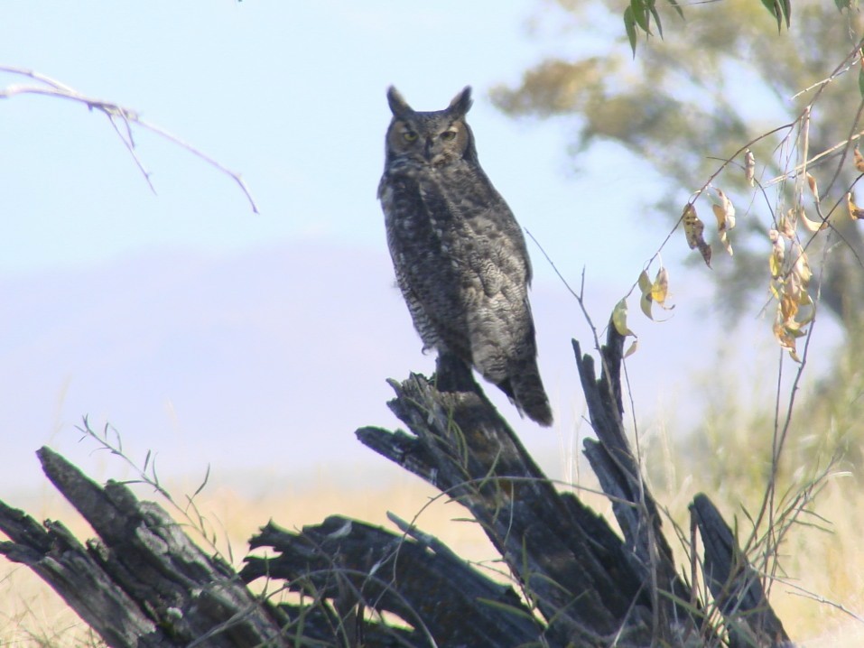 Great Horned Owl - ML36311641