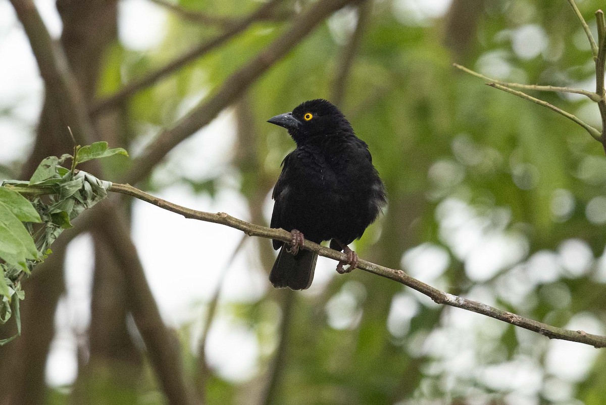 Vieillot's Black Weaver - Eric VanderWerf