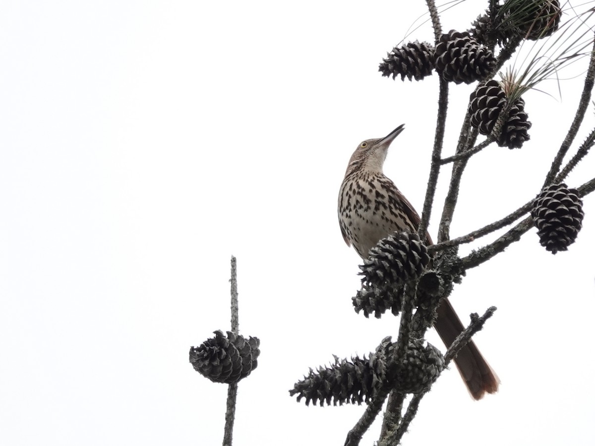 Brown Thrasher - Charlie Spencer