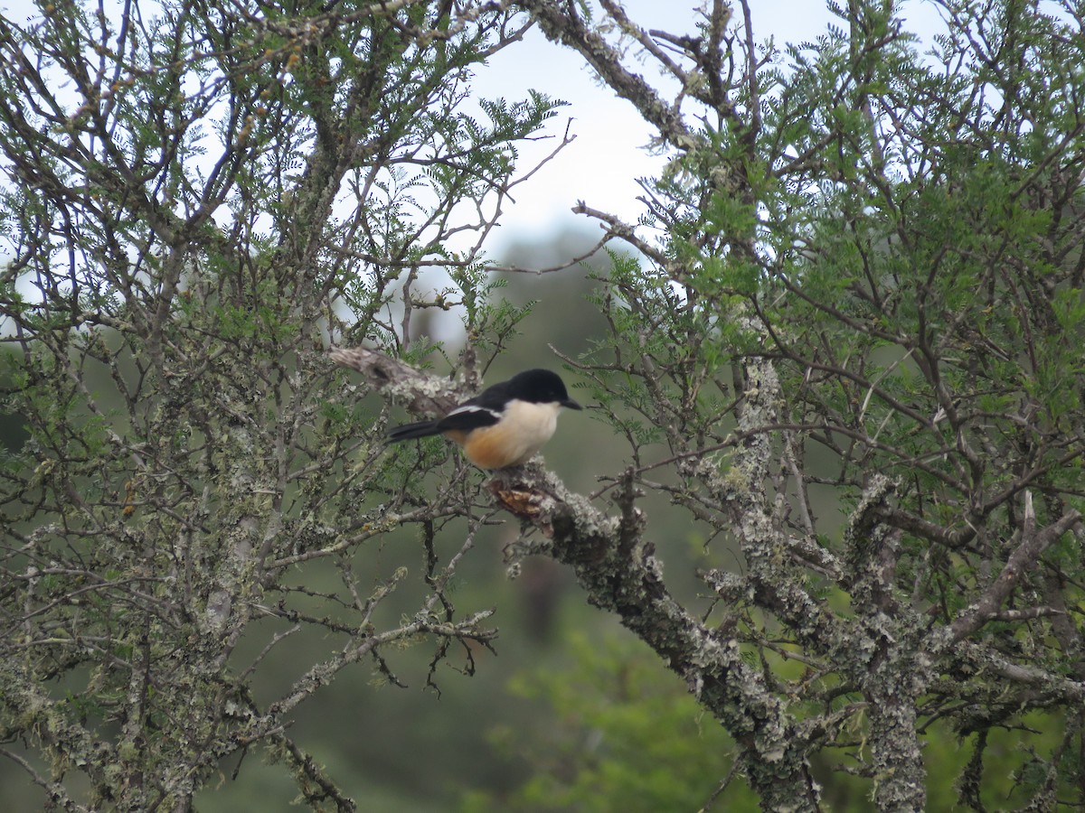 Southern Boubou - ML363117931