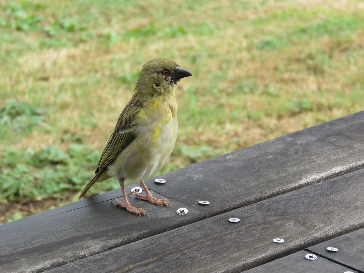 Southern Masked-Weaver - ML363118111