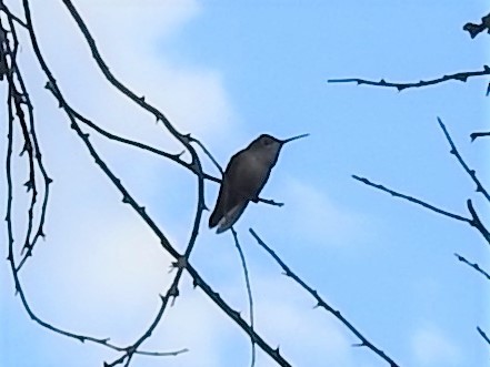 Colibrí Calíope - ML363118631