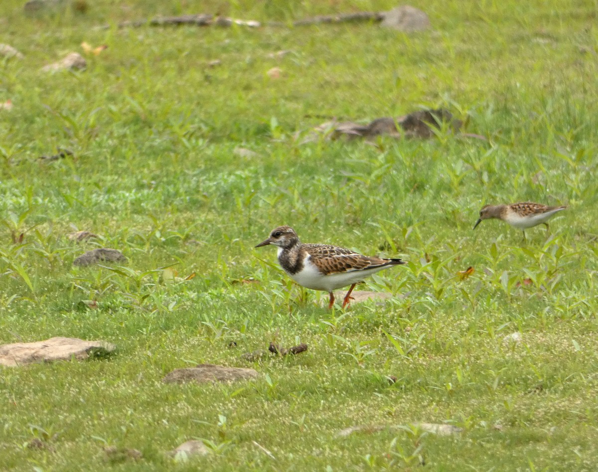 Ruddy Turnstone - ML363118841