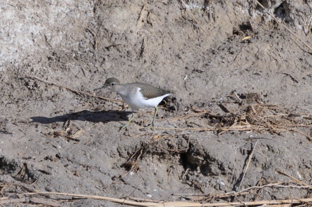 Spotted Sandpiper - Steve Burkholder