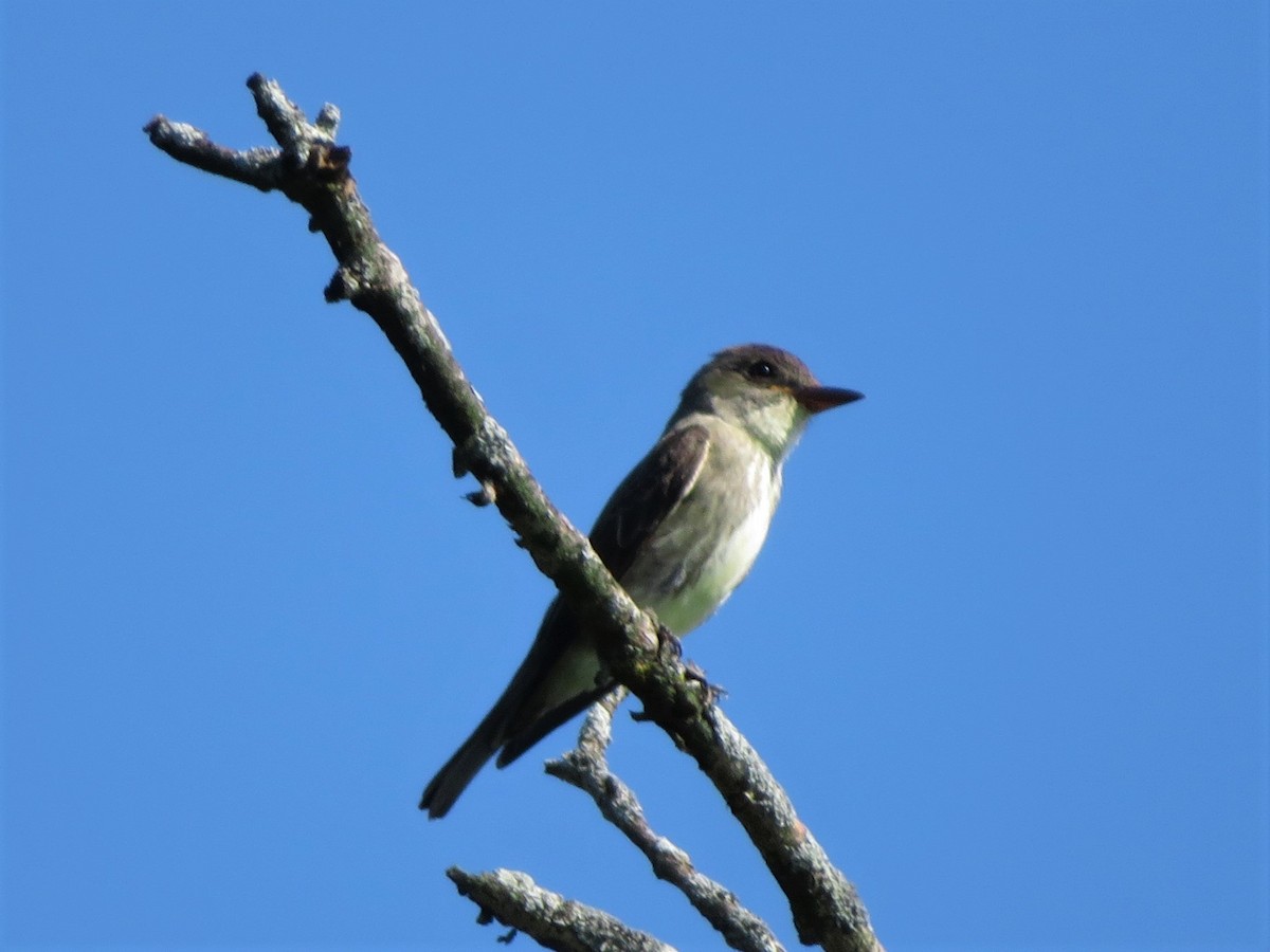 Olive-sided Flycatcher - Pat Sterbling