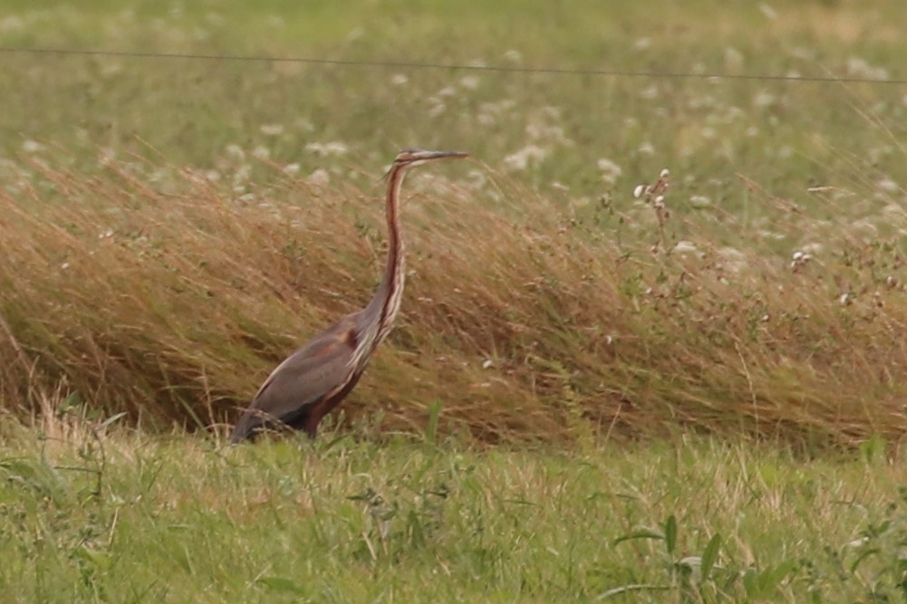 Purple Heron - ML363121301