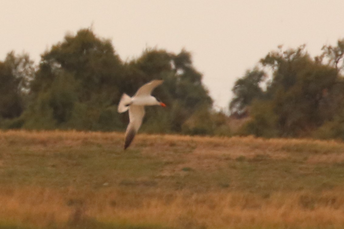 Caspian Tern - ML363121581