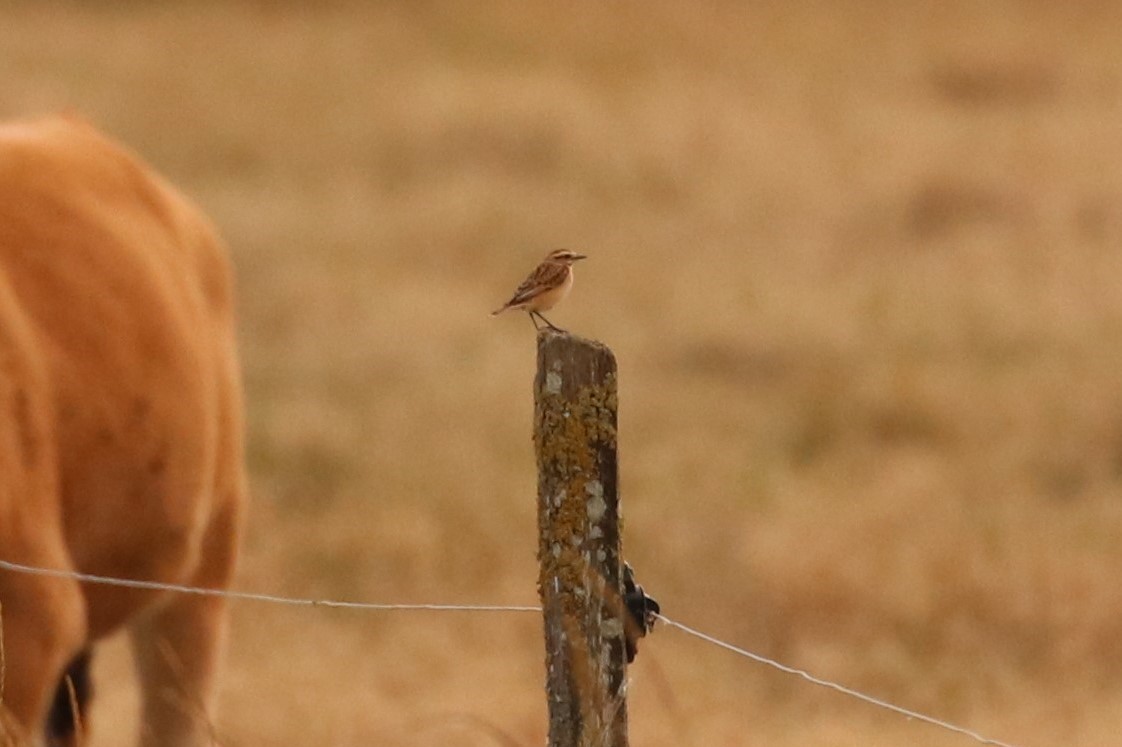 Whinchat - ML363121691