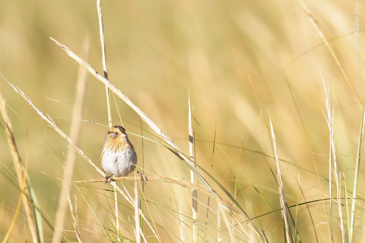 Nelson's Sparrow (Interior) - ML36312361