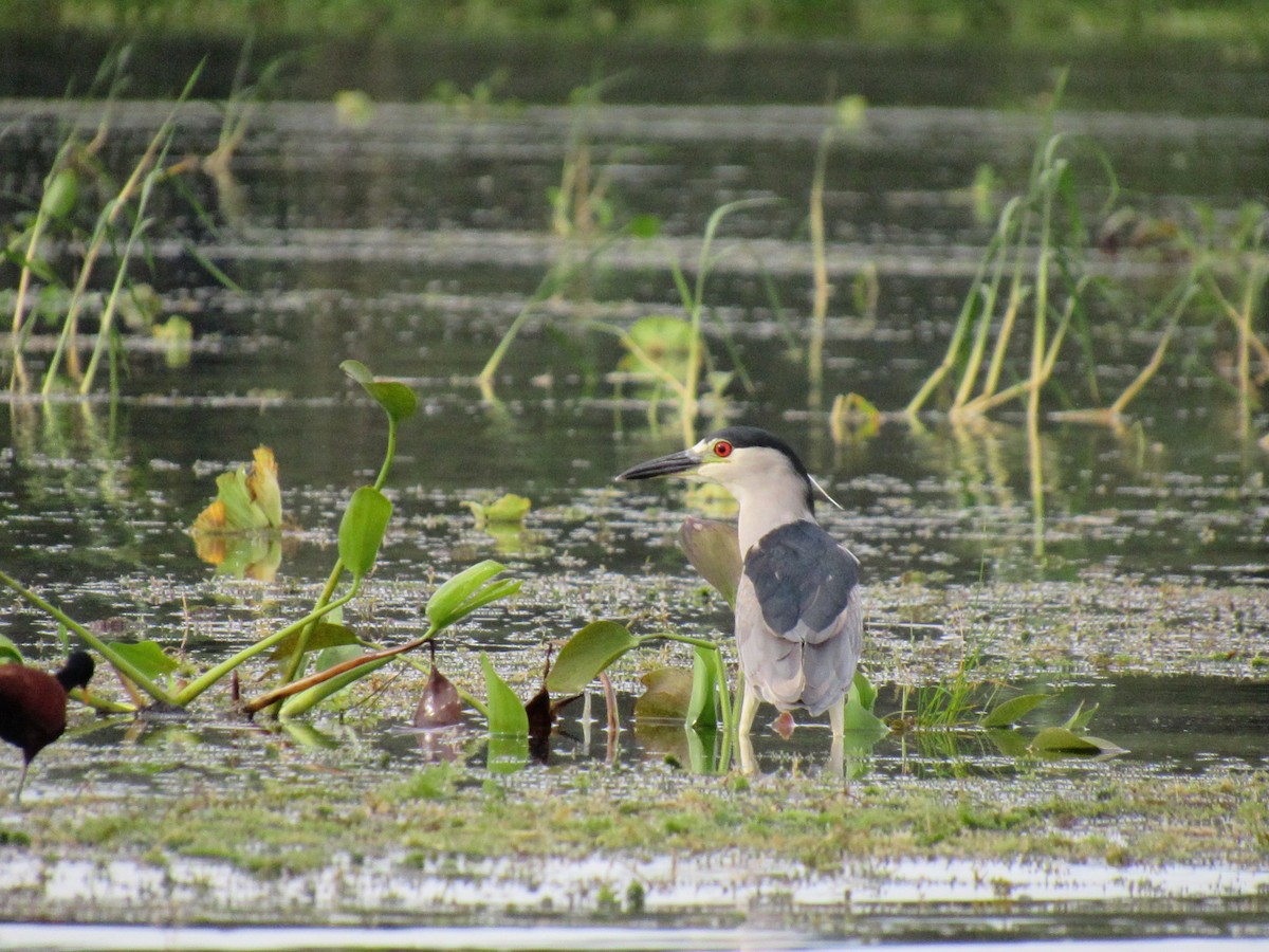 Black-crowned Night Heron - ML363124421