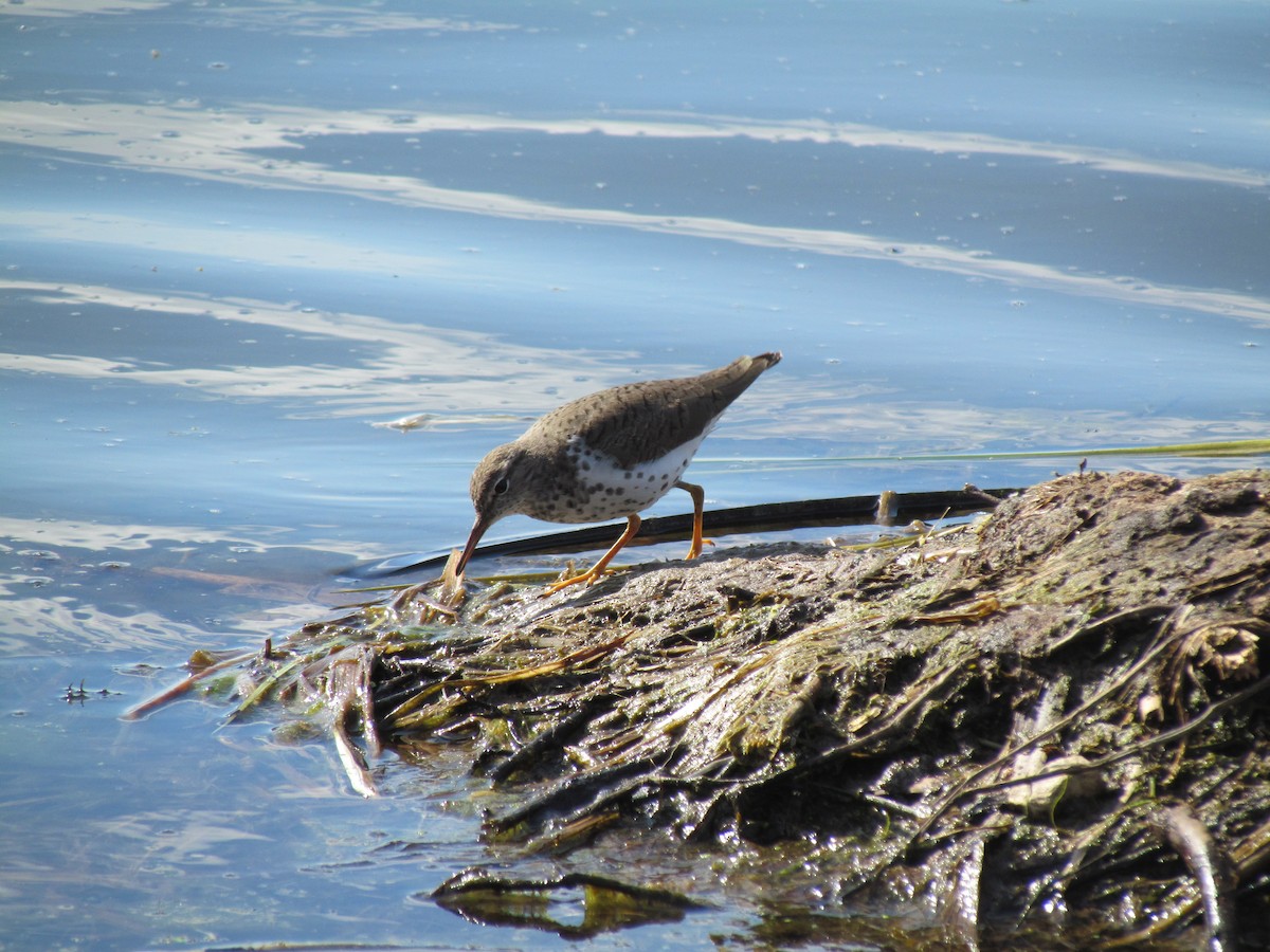 Spotted Sandpiper - ML363124471