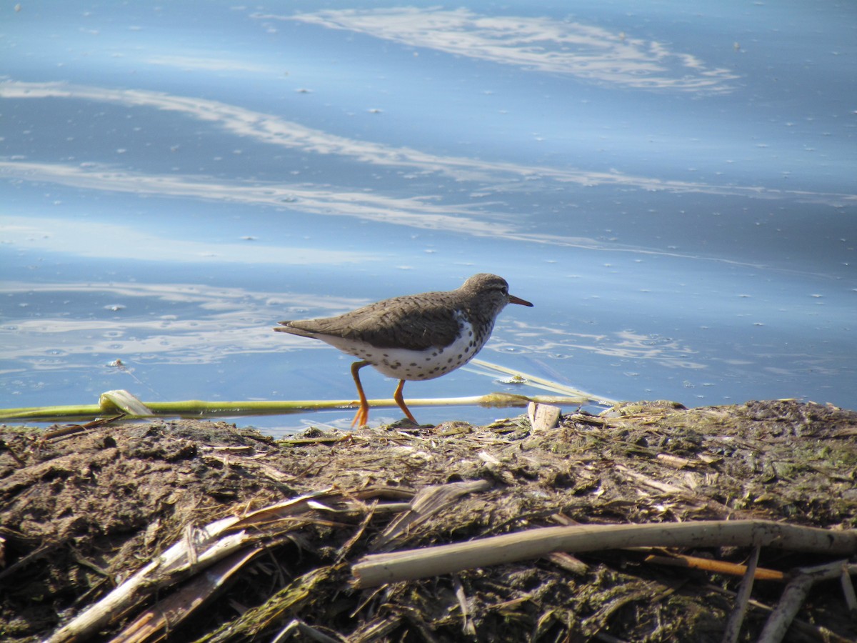 Spotted Sandpiper - ML363124481