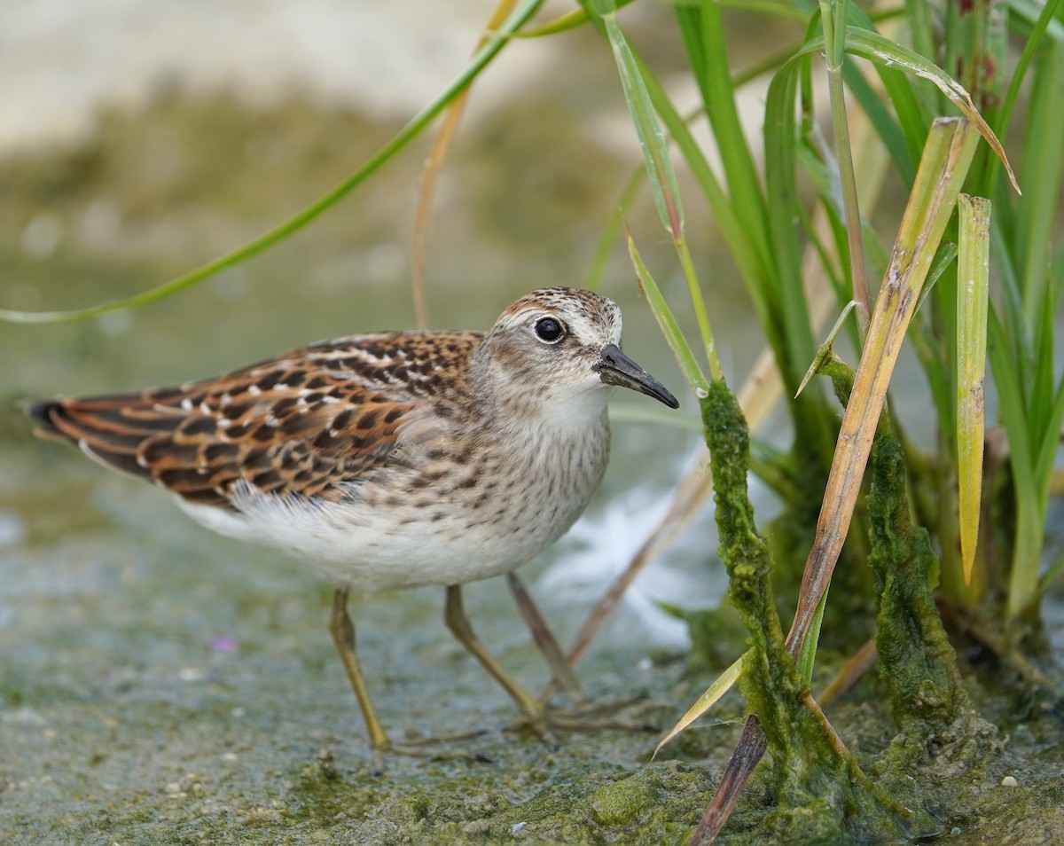 Least Sandpiper - ML363124741