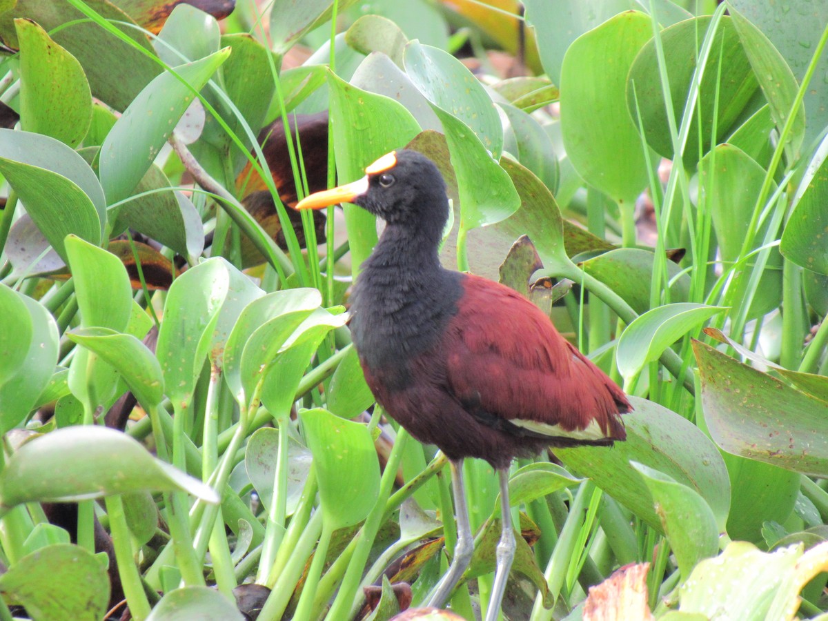 Northern Jacana - ML363124751