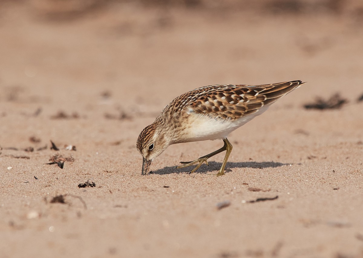 Least Sandpiper - Peggy Scanlan